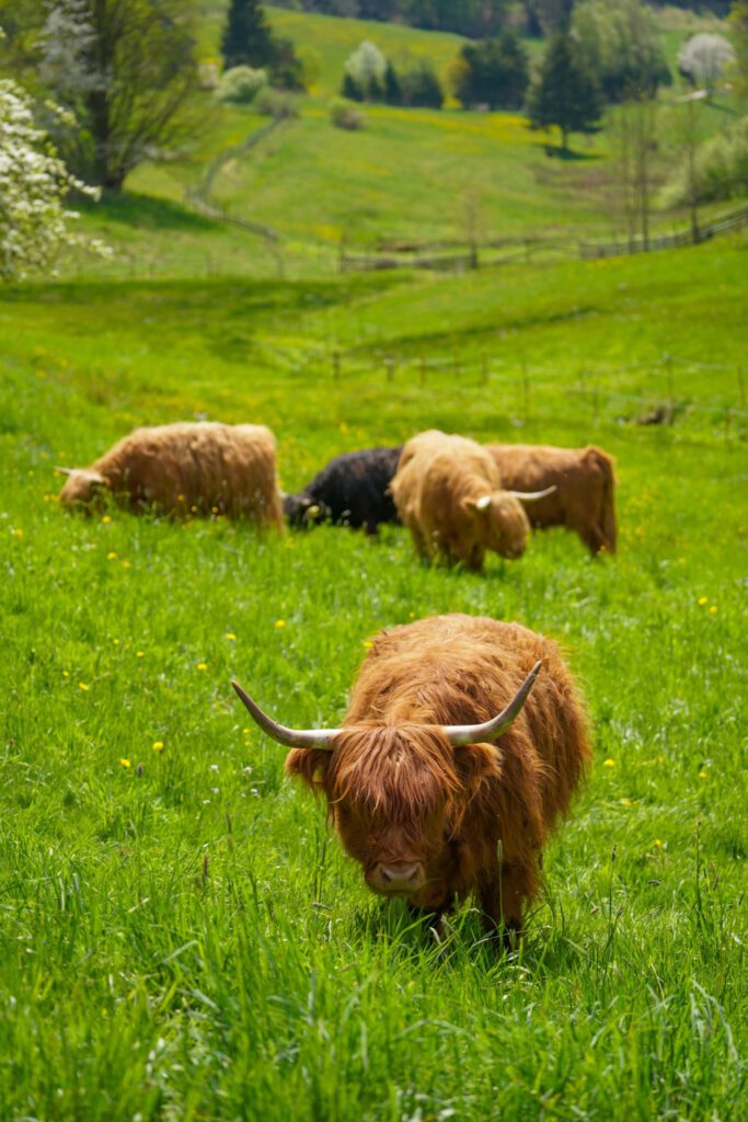 Highland-Cattle