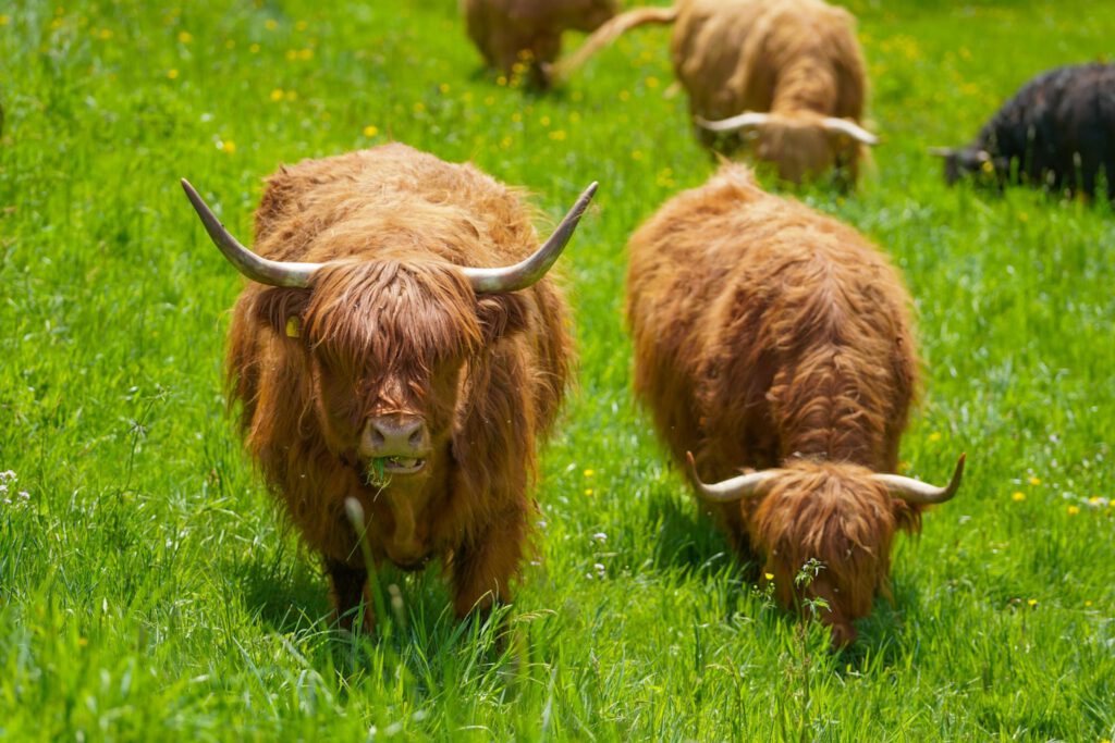 Highland-Cattle