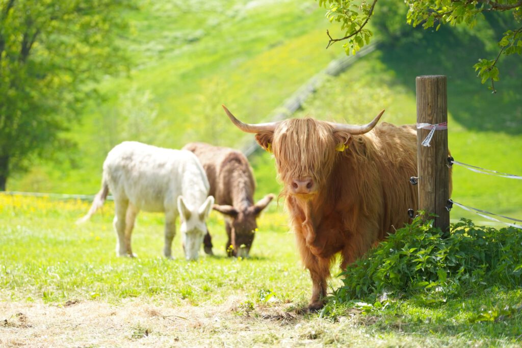 Highland-Cattle
